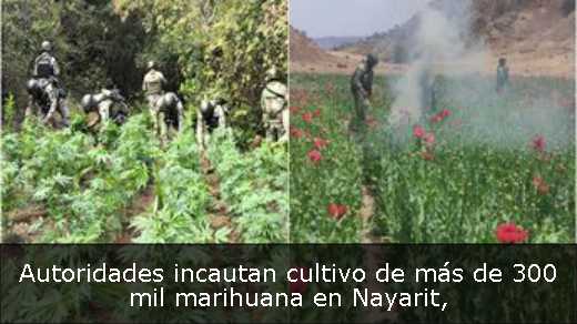 Autoridades incautan cultivo de más de 300 mil marihuana en Nayarit