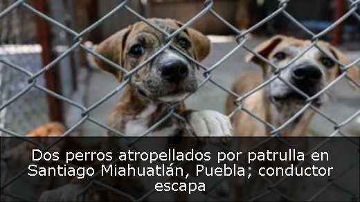 Dos perros atropellados por patrulla en Santiago Miahuatlán, Puebla; conductor escapa 