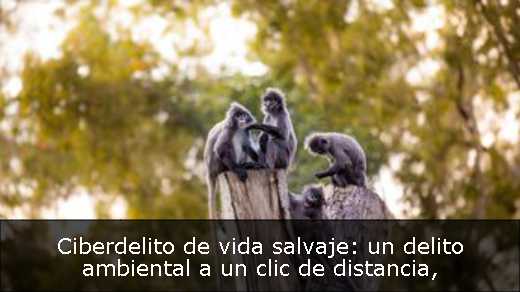 Ciberdelito de vida salvaje: un delito ambiental a un clic de distancia