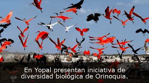 En Yopal presentan iniciativa de diversidad biológica de Orinoquia