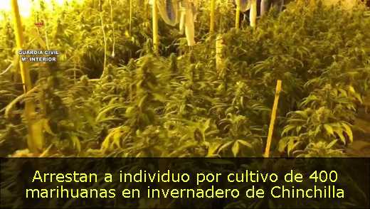 Arrestan a individuo por cultivo de 400 marihuanas en invernadero de Chinchilla