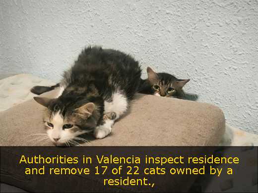 Authorities in Valencia inspect residence and remove 17 of 22 cats owned by a resident