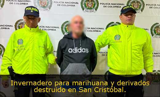 Invernadero para marihuana y derivados destruido en San Cristóbal. 