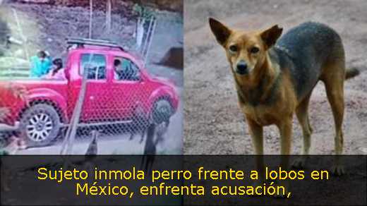 Sujeto inmola perro frente a lobos en México, enfrenta acusación